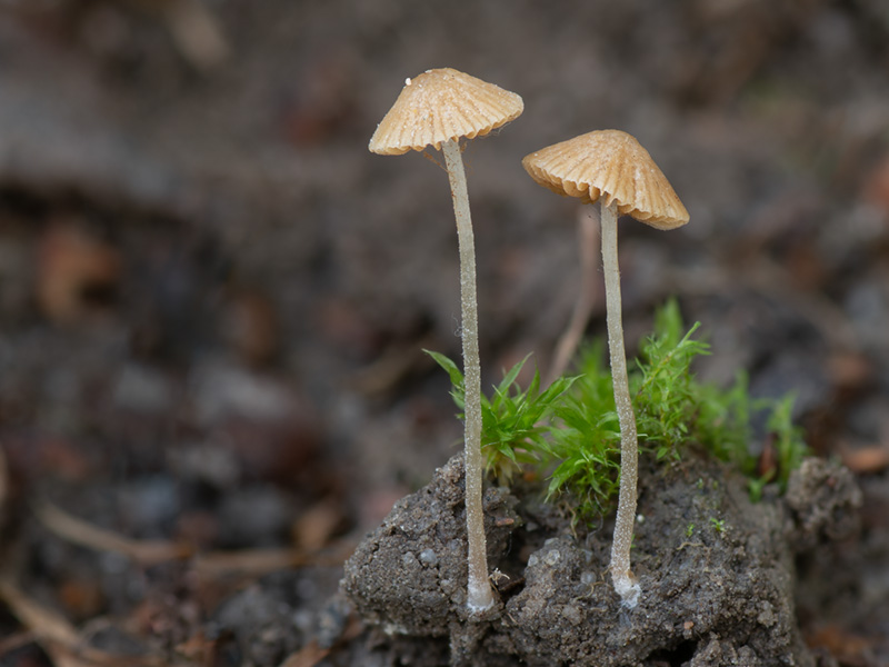 Pholiotina parvula Pholiotina parvula